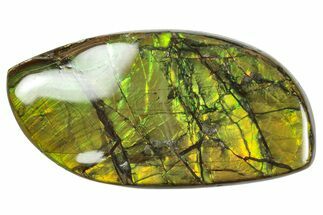 Flashy Ammolite (Fossil Ammonite Shell) - Greens & Yellows #357641