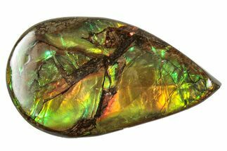 Flashy Ammolite (Fossil Ammonite Shell) - Rainbow Colored #357644