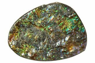 Flashy Ammolite (Fossil Ammonite Shell) - Rainbow Colored #357645