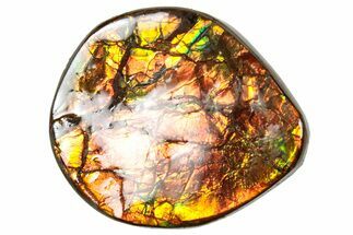 Flashy Ammolite (Fossil Ammonite Shell) - Rainbow Colored #357648