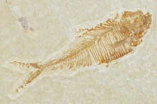 Juvenile Fossil Fish (Diplomystus) - Wyoming #357663