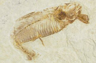 Bargain, Fossil Fish (Knightia) - Wyoming #357666