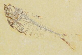 Detailed Fossil Fish (Diplomystus) - Wyoming #357669