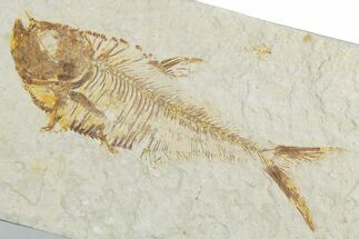 Detailed Fossil Fish (Diplomystus) - Wyoming #357675
