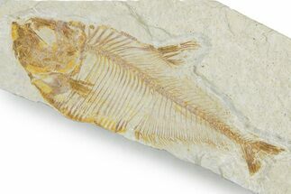 Bargain, Fossil Fish (Diplomystus) - Wyoming #357678