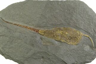 Ordovician Carpoid Fossil - Ktaoua Formation, Morocco #312751
