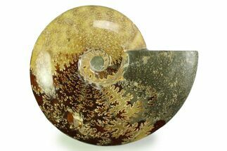 Polished, Agatized Ammonite (Cleoniceras) - Madagascar #328399