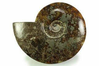Polished, Agatized Ammonite (Cleoniceras) - Madagascar #328401