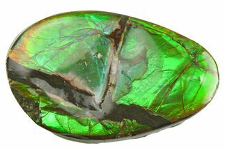 Iridescent Ammolite (Fossil Ammonite Shell) - Alberta #357502