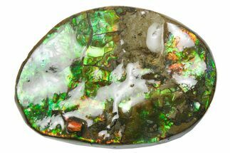 Iridescent Ammolite (Fossil Ammonite Shell) - Alberta #357510
