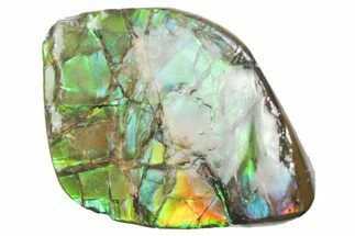 Iridescent Ammolite (Fossil Ammonite Shell) - Alberta #357514
