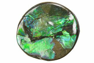 Iridescent Ammolite (Fossil Ammonite Shell) - Alberta #357519