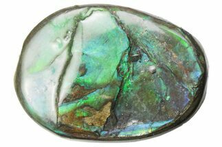 Iridescent Ammolite (Fossil Ammonite Shell) - Alberta #357524