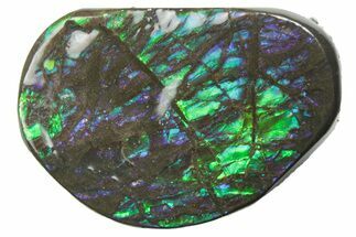 Iridescent Ammolite (Fossil Ammonite Shell) - Alberta #357529