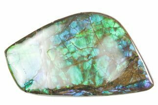 Flashy Ammolite (Fossil Ammonite Shell) - Purples & Greens #357534