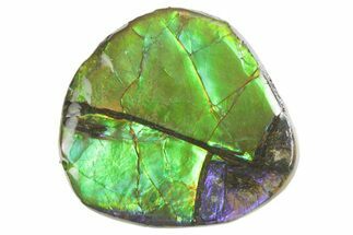 Flashy Ammolite (Fossil Ammonite Shell) - Purples & Greens #357540