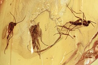Three Detailed Fossil Fungus Gnats in Baltic Amber #357703