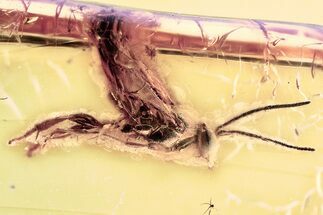 Detailed Fossil Parasitoid Wasp (Metopiinae) In Baltic Amber #357740