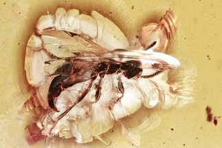 Detailed Fossil Parasitoid Wasp (Proctotrupidae) In Baltic Amber #357741