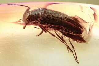 Fossil False Darkling Beetle (Symphora) in Baltic Amber #357756