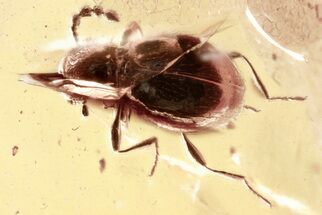 Fossil Ant-Like Stone Beetle (Scydmaeninae) in Baltic Amber #357759