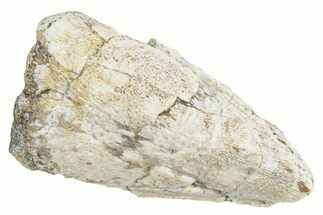 Fossil Iguonodontian Dinosaur (Tenontosaurus) Ungual - Wyoming #357683