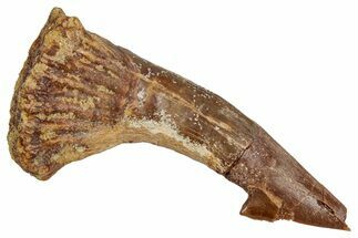 Bargain, Fossil Sawfish (Onchopristis) Rostral Barb - Morocco #356462