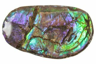 Iridescent Ammolite (Fossil Ammonite Shell) - Alberta #357396