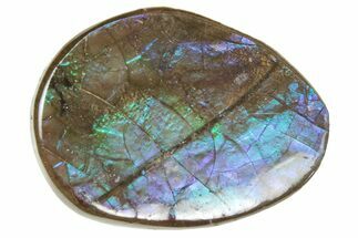 Iridescent Ammolite (Fossil Ammonite Shell) - Alberta #357399