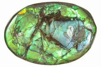 Iridescent Ammolite (Fossil Ammonite Shell) - Alberta #357407