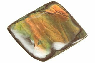 Iridescent Ammolite (Fossil Ammonite Shell) - Alberta #357412