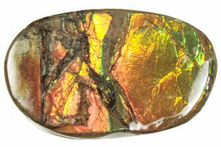 Iridescent Ammolite (Fossil Ammonite Shell) - Alberta #357414