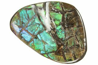 Iridescent Ammolite (Fossil Ammonite Shell) - Alberta #357417