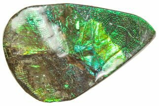 Iridescent Ammolite (Fossil Ammonite Shell) - Alberta #357431