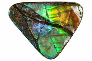 Flashy Ammolite (Fossil Ammonite Shell) - Rainbow Colored #357562