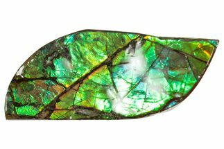 Flashy Ammolite (Fossil Ammonite Shell) - Brilliant Greens #357566
