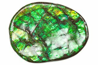 Flashy Ammolite (Fossil Ammonite Shell) - Greens & Oranges #357573