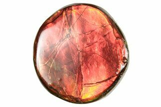 Flashy Ammolite (Fossil Ammonite Shell) - Brilliant Reds #357579