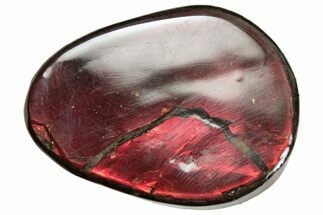 Flashy Ammolite (Fossil Ammonite Shell) - Brilliant Reds #357580
