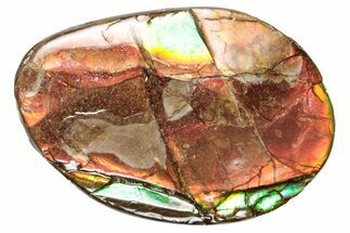 Flashy Ammolite (Fossil Ammonite Shell) - Rainbow Colored #357585