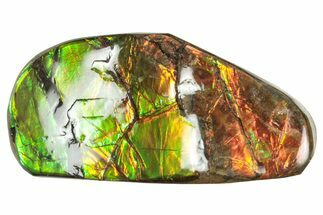 Flashy Ammolite (Fossil Ammonite Shell) - Rainbow Colored #357589
