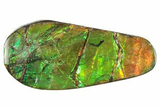 Flashy Ammolite (Fossil Ammonite Shell) - Brilliant Greens #357590