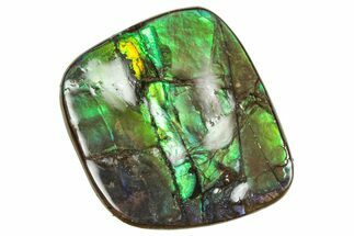Flashy Ammolite (Fossil Ammonite Shell) - Brilliant Greens #357598
