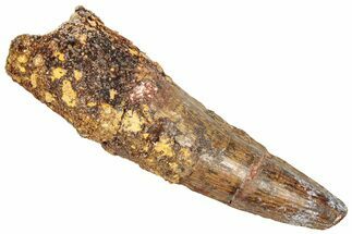 Fossil Spinosaurus Tooth - Real Dinosaur Tooth #357786