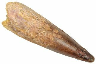 Fossil Spinosaurus Tooth - Real Dinosaur Tooth #357801