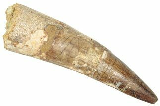 Fossil Spinosaurus Tooth - Real Dinosaur Tooth #357809