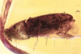 Detailed Fossil Click Beetle (Elateridae) in Baltic Amber #357779