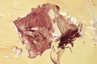 Detailed Fossil Long-Legged Fly (Dolichopodidae) in Baltic Amber #357793