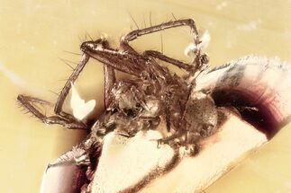 Detailed Fossil Spider (Araneae) In Baltic Amber #357795
