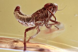 Detailed Fossil Leafhopper (Cicadellidae) In Baltic Amber #357799